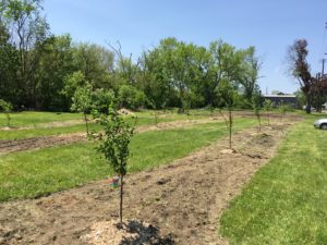 Newly Planted Orchard