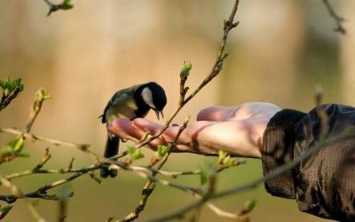Bird hunting: A bird in the hand