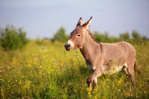 Interference: Riding on donkeys