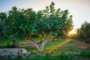 Figs: Love and manure