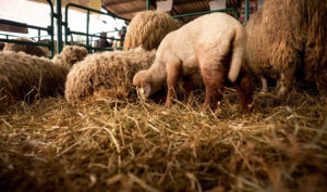 Subterranean: The birth of good news